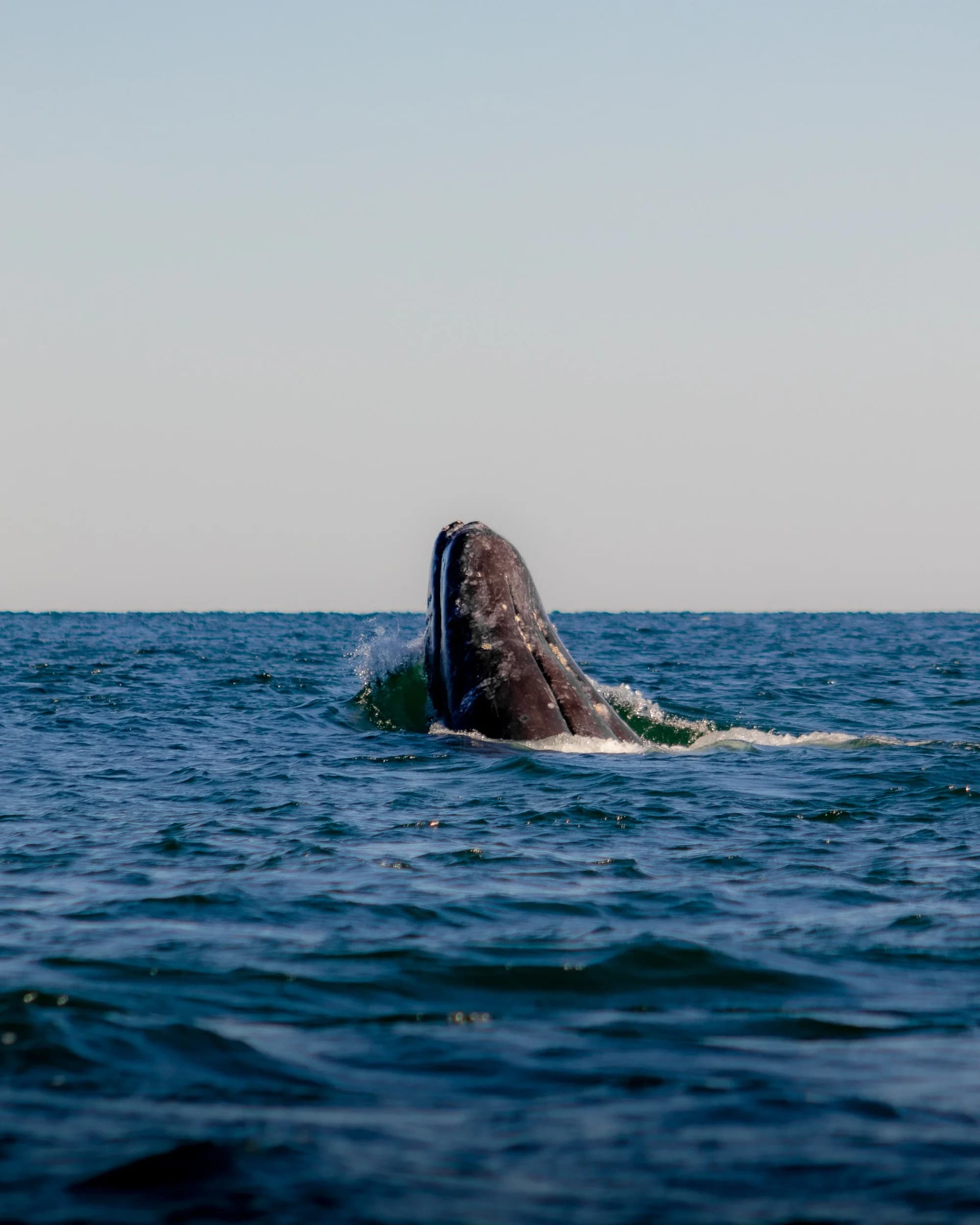 Whales: Lanzarote's Majestic Titans of the Sea slider thumbnail 2