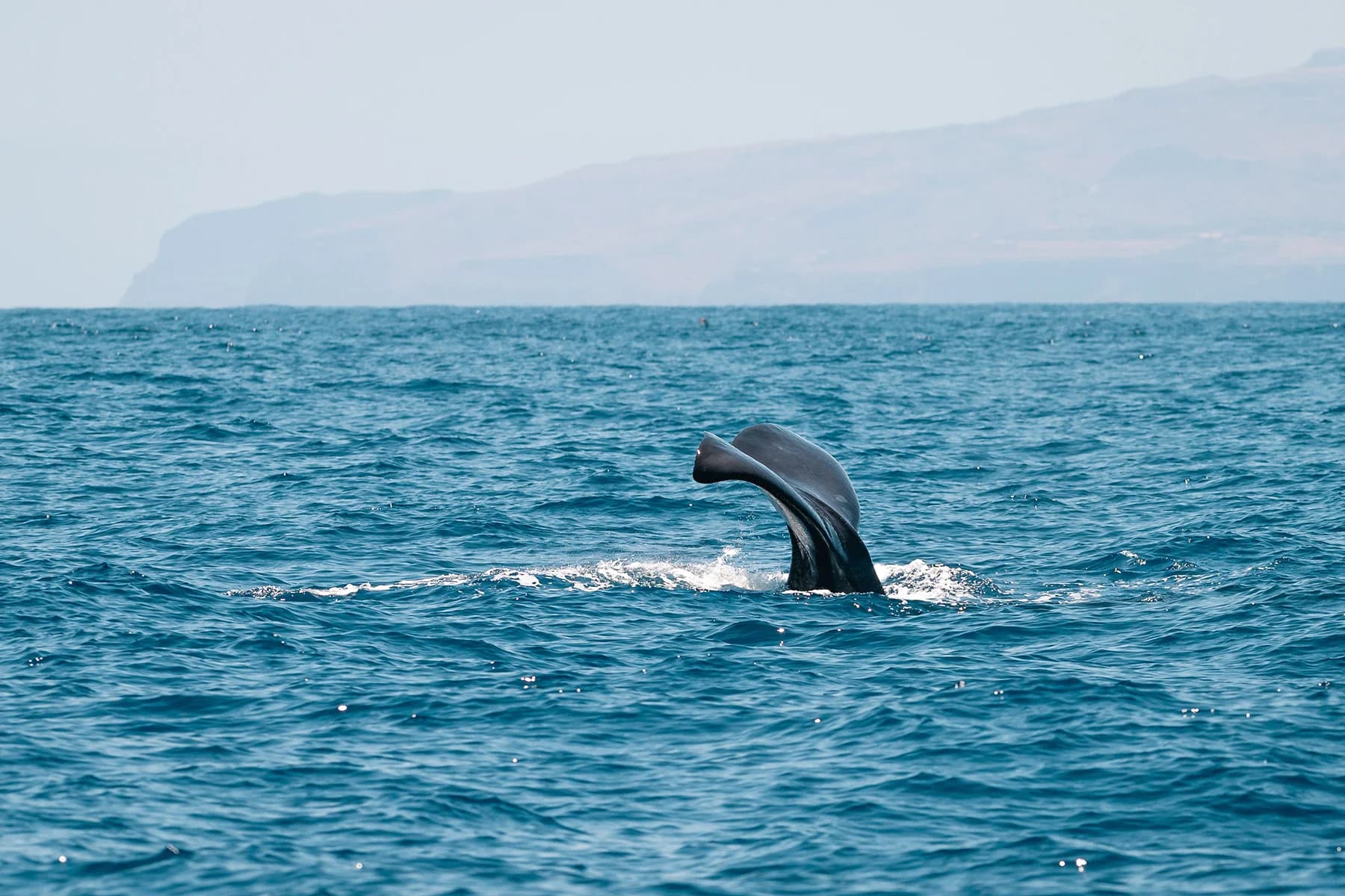 Whales: Lanzarote's Majestic Titans of the Sea slider thumbnail 1